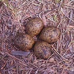 Plover eggs